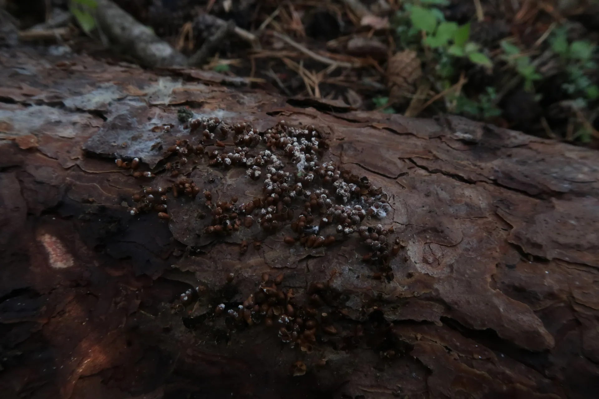 Leocarpus fragilis - 1 - IMG_7375
